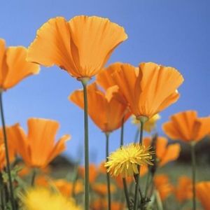 Meet your Posher, Dabney